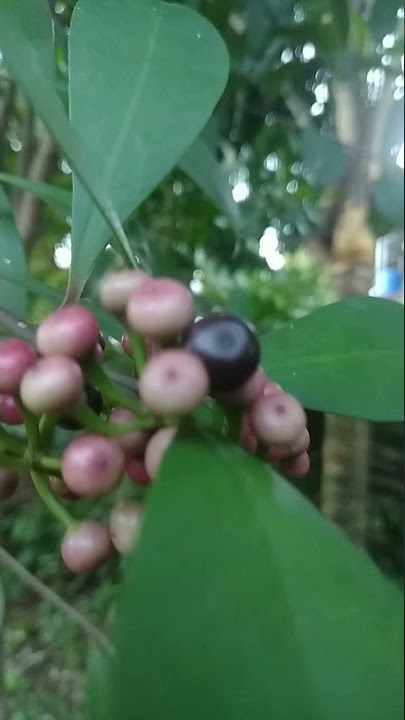 Download lagu Birds Berry