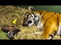 Tiger Gave Birth to a Dead Cub, Then Her Mother