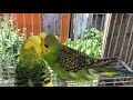 Male Budgie/Parakeet Courting Female(Kubla Kraus and Kale)(Волнистых попугаев)