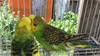 Male Budgie/Parakeet Courting Female(Kubla Kraus and Kale)(Волнистых попугаев)