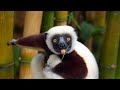 House of pain  jump around  leaping lemurs