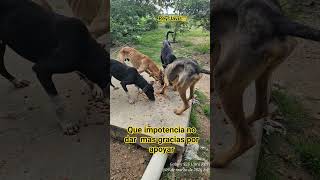 Que impotencia no dar  mas gracias por apoyar 🙏🐕👑 #rescuedogs #perros #adoptstrays #dogs #perro
