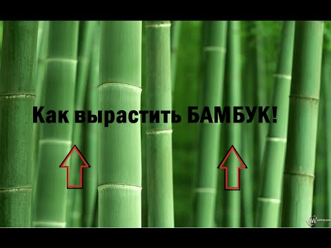 Как вырастить настоящий БАМБУК!