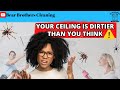 Ceiling Cleaning Guide | Dust, Stains, Cobwebs & Mold