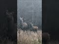 🦌 Sambar deer yearling and hind close encounter #deerhunting