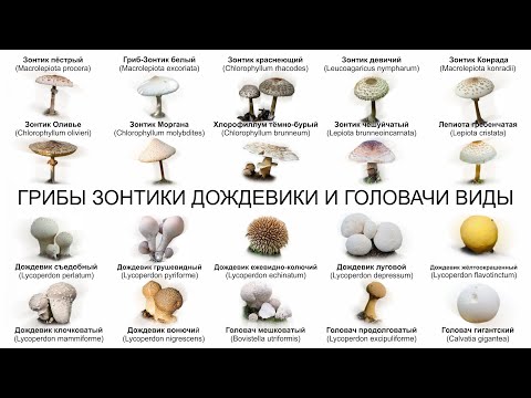 ГРИБЫ ЗОНТИКИ ДОЖДЕВИКИ И ГОЛОВАЧИ ВИДЫ