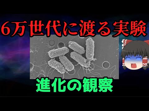 【ゆっくり解説】観察可能な進化