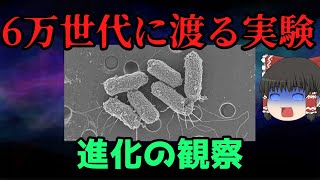 【ゆっくり解説】観察可能な進化