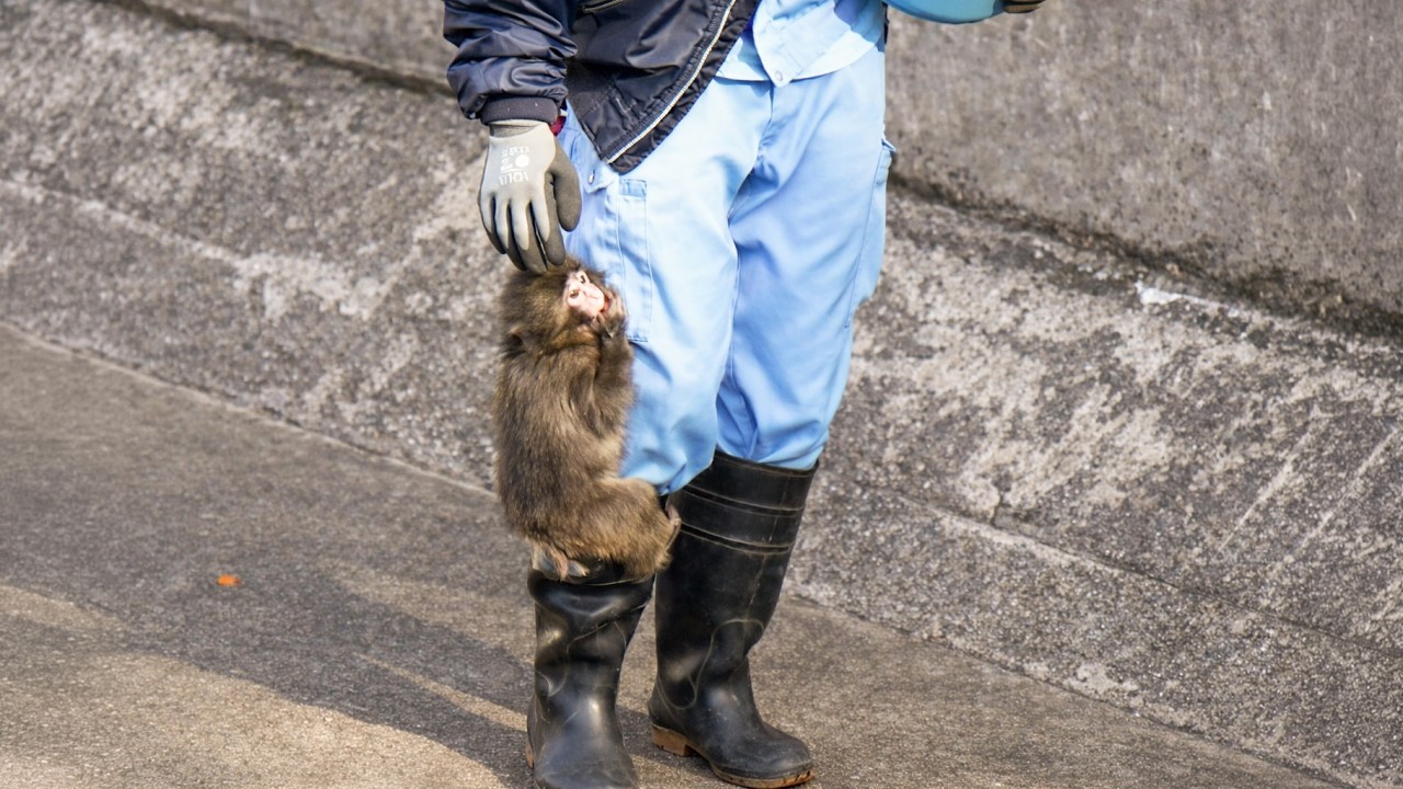 So Sweet! Punch Gets Hand-Fed by His Favorite Keeper