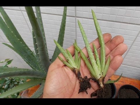 Babosa, Aloe Vera como Cultivar em Casa