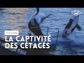 Dauphins, orques et delphinariums  (Reportage complet) émission Thalassa