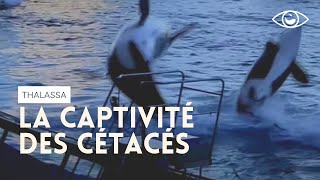 Captivité des cétacés  Thalassa