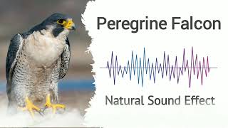 Peregrine Falcon  Natural Sound Effects