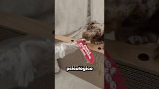 10 Perros Que La Gente Cree Fáciles Pero Por Dentro Son Un Reto Psicológico