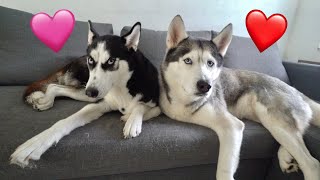 I Got My Husky A Girlfriend!