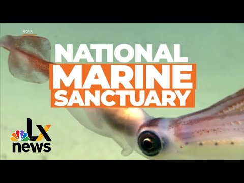 The Newest National Marine Sanctuary Could Be the Hudson Canyon | LX News