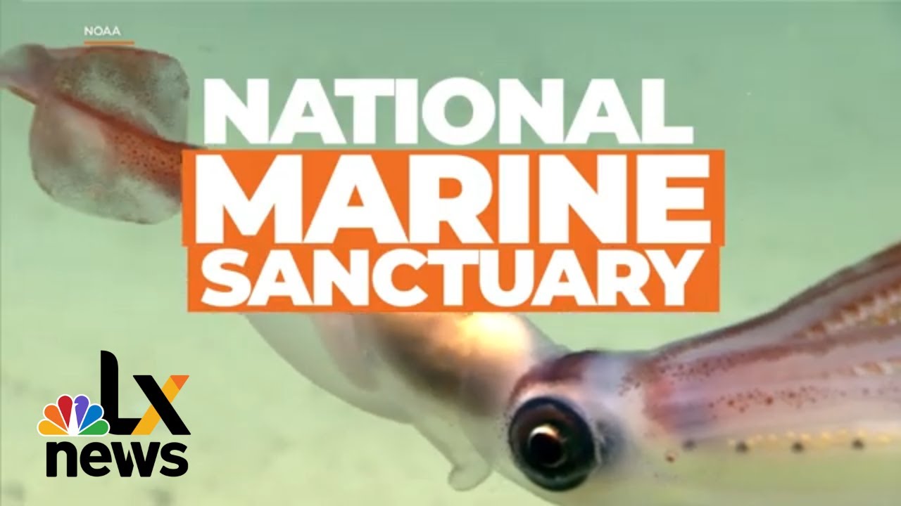 The Newest National Marine Sanctuary Could Be the Hudson Canyon | LX News