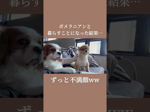 不機嫌そうな犬見知りのキャバリア #shorts #ポメラニアン