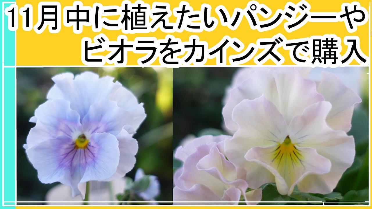 Purchase pansies and violas you want to plant now at Cainz] - YouTube