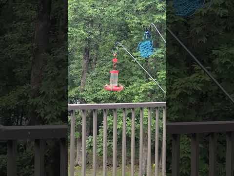 Video: Pelokoittavatko tuulikellot kolibreita?