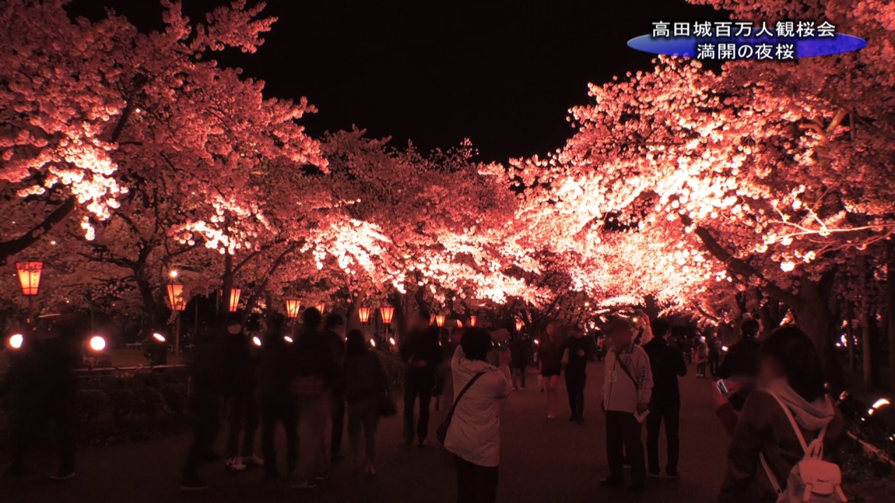 上越妙高百景 満開の夜桜 高田公園 Youtube