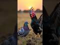 कबूतर और मुर्गी‍/#cartoon /#viral /#aivideo /#shorts#ShortVideo #VideoContent #ViralVideo #Trending