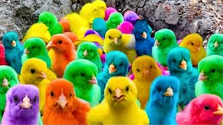 World Cute Chickens, Colorful Chickens, Rainbows Chickens, Cute Ducks, Cat, Rabbits,Cute Animals