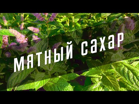 Мятный сахар 🌿 Для чая, выпечки, десертов, лимонада 🥤