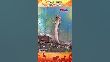 Những loài rắn nguy hiểm nhất hành tinh: Rắn hổ mang chúa (King Cobra)