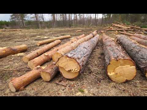 Video: Москвада чет өлкөлүктү кайда алып барыш керек