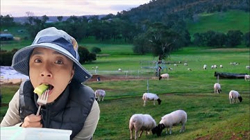 Cuộc Sống Nông Trại Việt Quất ở Úc – Một Ngày Làm Việc 🇦🇺🫐