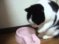 Water　水を飲むネコ