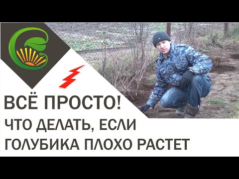 Что делать, если голубика плохо растет