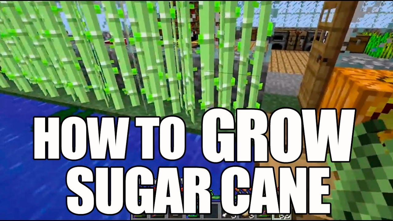 Minecraft How to Grow Sugar Cane - YouTube