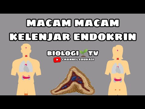 Video: Apakah kelenjar adrenal endokrin atau eksokrin?