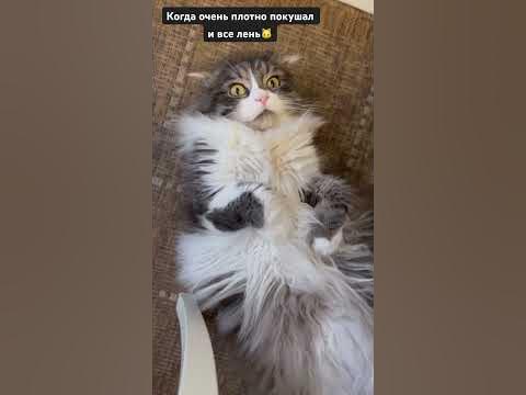 Сытый довольный 🐈 - YouTube