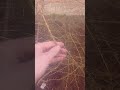как распускается лиственница