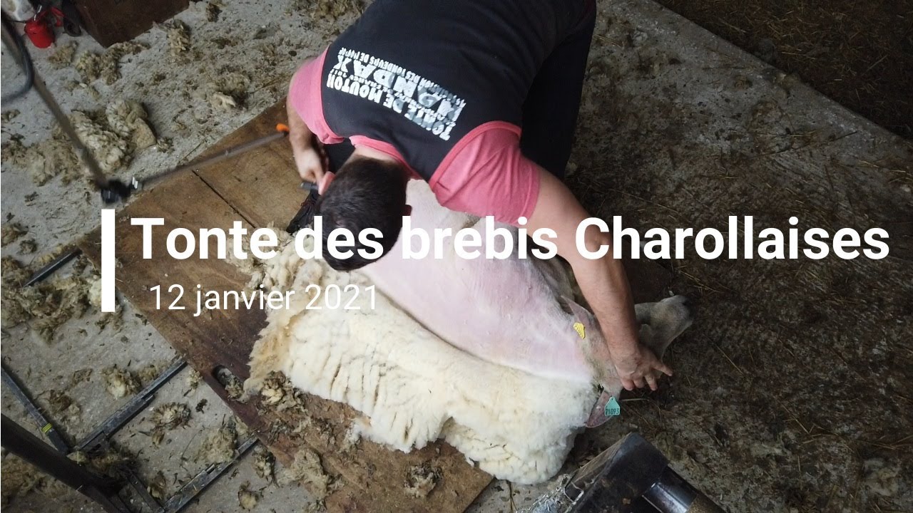 Tonte des brebis Charollaises