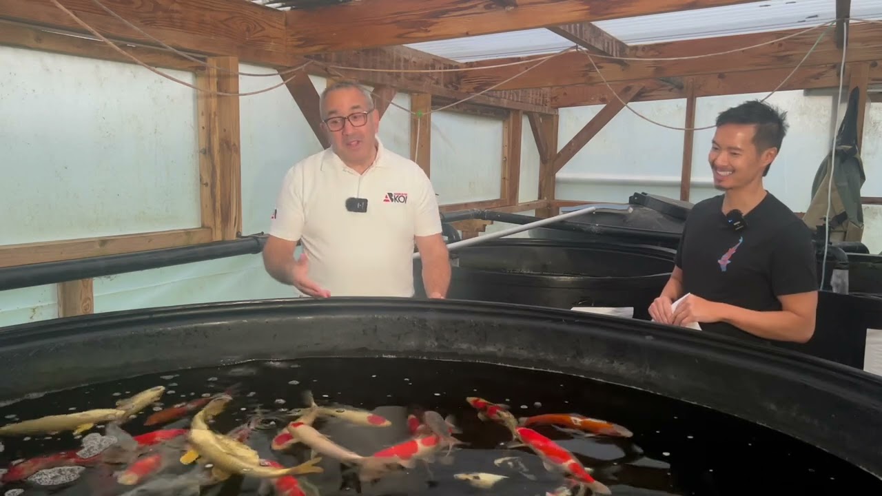 Adam Byer Koi Farm Q&A Ep. 1 | Expert Tips from the UK's Leading Koi Breeder
