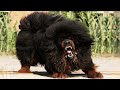 10 Most Banned Dog Breeds In The World