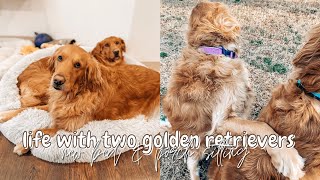 DAY IN THE LIFE WITH TWO GOLDEN RETRIEVERS: DOG BED REVIEW, PORCH SITTING WITH THE DOGS &amp; MORE