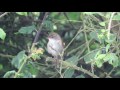 Cetti's Warbler