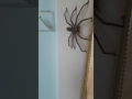 Huntsman Spider Australia