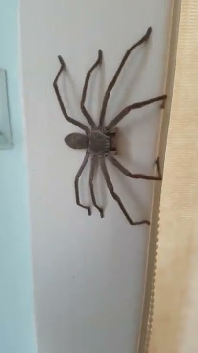 Huntsman Spider Australia