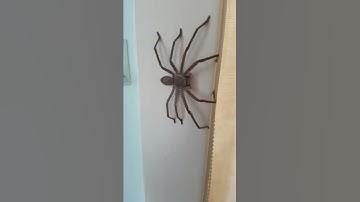 Thumbnail of Huntsman Spider Australia