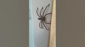 Wie groß ist die Huntsman Spinne?