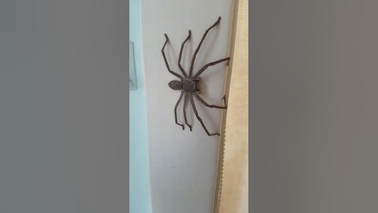 Huntsman Spider Australia