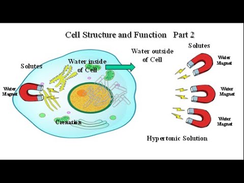 Cell Structure and Function Part 2 - YouTube