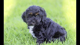 Cockapoo Puppies for Sale by Infinity Pups 19 views 6 days ago 38 seconds