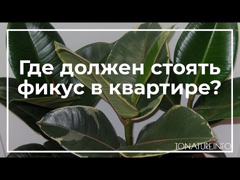 Где должен стоять фикус в квартире? | toNature.Info
